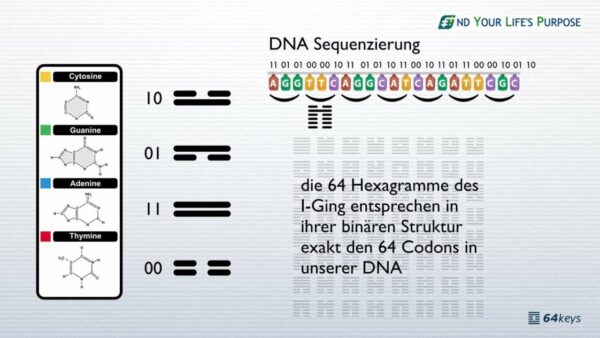 Die Linien im Human Design - Bezug zur DNA