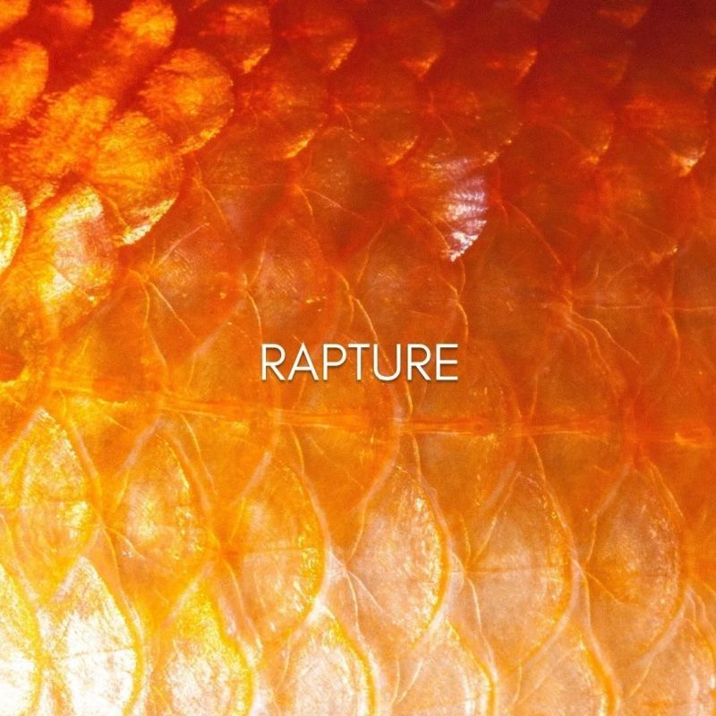 Rapture - Gene Keys