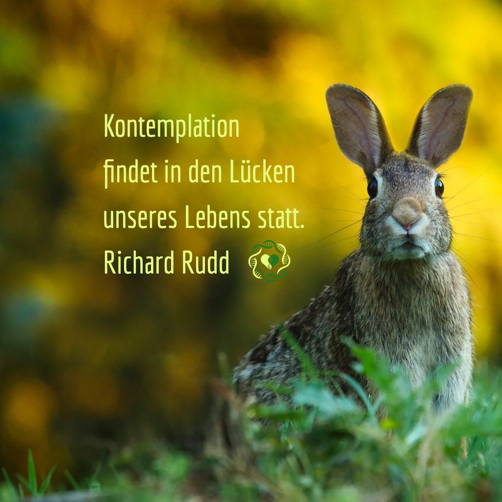 Kontemplation finden in den Lücken unseres Lebens statt. ~Richard Rudd